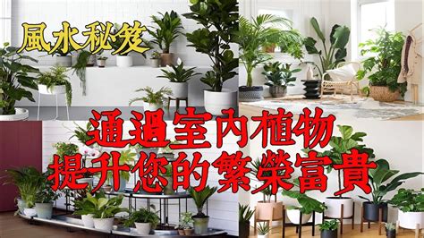 室內假植物風水|家中假植物風水秘笈